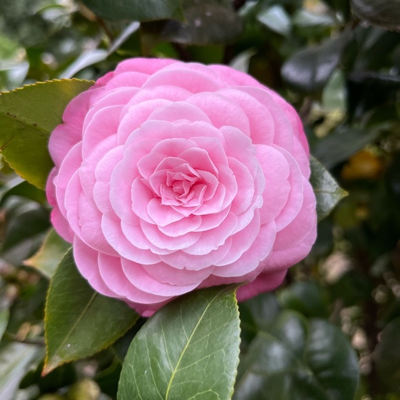 Meet your Posher, Sarah - Picture 1 of 1